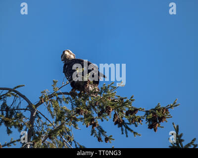 Giovane aquila appollaiato sulla cima del pino guardando intorno contro il luminoso cielo blu Foto Stock