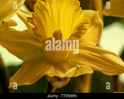 Close up di un unico colore giallo brillante daffodil in piena fioritura durante la primavera Foto Stock