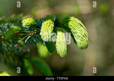 Sitka Abete (Picea sitchensis), ravvicinata di una nuova primavera di crescita dalla germogliazione la fine di un ramo. Foto Stock