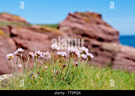 La parsimonia o mare rosa (armeria maritima), in prossimità di un grappolo di fiori che crescono sulla cima delle scogliere sulla costa orientale della Scozia. Foto Stock