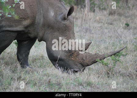 Rinoceronte in privato Kapama Game Reserve, Sud Africa. Animali selvaggi. Foto Stock