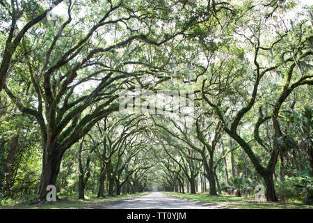 Live Oak tree tunnel entrata di Wormsloe Plantation in Georgia Foto Stock