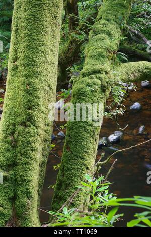 Due Mossy tronchi di alberi dal fiume Dart. Boschi di Holne, Dartmoor Devon, Regno Unito. Foto Stock