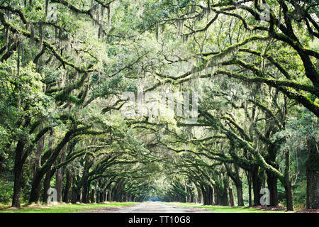 Live Oak tree tunnel entrata di Wormsloe Plantation in Georgia Foto Stock