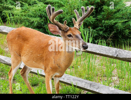 Un giovane buck si interroga circa Fire Island in cerca di cibo intorno alle case in Ocean Beach. Foto Stock