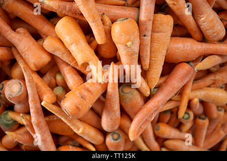 Mazzetto di freschi Carote organico da sopra Foto Stock