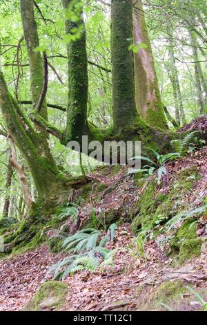 Twin tronco di albero in Hembury boschi in un tardo pomeriggio estati. Buckfastleigh, Dartmoor Devon, Regno Unito. Foto Stock