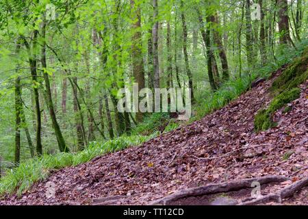 Fitti boschi di faggio Hillside, Hembury boschi in un tardo pomeriggio estati. Buckfastleigh, Dartmoor Devon, Regno Unito. Foto Stock