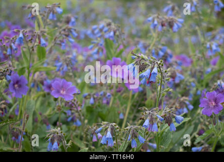 Un letto floreale di viola geranio e altri fiori blu. Foto Stock