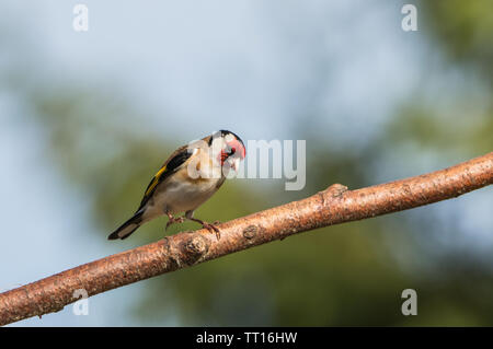 Cardellino, British Bird, fauna selvatica, uccello su un ramo in un giardino inglese in primavera. Foto Stock