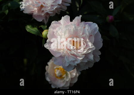 Paeonia mattina Kiss. Doppia Peonia Rosa fiore. Paeonia lactiflora (Cinese peonia o giardino comune peonia). Foto Stock