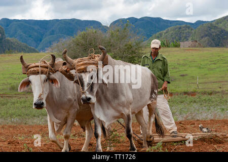 Contadino con un bue-disegnato legno aratro lavora nei campi verdeggianti di Vinales Valley, Vinales, Pinar del Rio provincia,Cuba, dei Caraibi Foto Stock