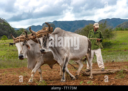 Contadino con un bue-disegnato legno aratro lavora nei campi verdeggianti di Vinales Valley, Vinales, Pinar del Rio provincia,Cuba, dei Caraibi Foto Stock