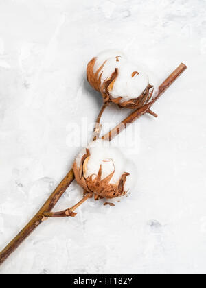Ramo naturale di essiccato piante di cotone sul cemento grigio board Foto Stock
