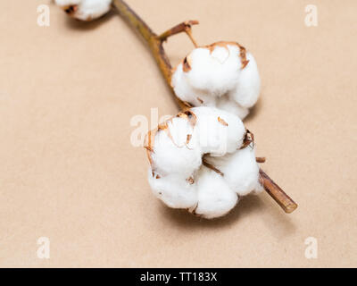 Mature bolls con lana di cotone vicino fino sulla pianta di cotone su brown kraft carta di avvolgimento sullo sfondo Foto Stock