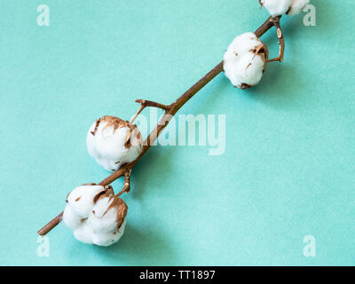 Ramoscello naturale della pianta di cotone con maturi bolls sul verde acquamarina Colore sfondo della carta Foto Stock