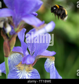Fiori blu iris fiore nel giardino estivo. Bumblebee raccoglie il nettare nel fiore dell'iride. Foto Stock