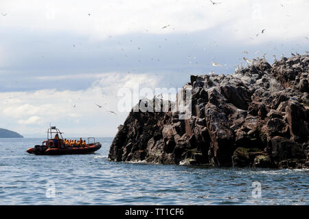 La Bass Rock, una facciata ripida roccia vulcanica off shore da est della terraferma scozzese sulla parte esterna del Firth of Forth. Foto Stock