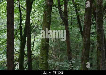 Rade tronchi di alberi di boschi Hembury su un tardo pomeriggio estati. Buckfastleigh, Dartmoor Devon, Regno Unito. Foto Stock