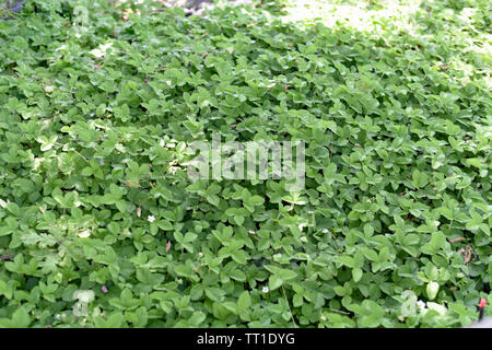 Fragoline di bosco Foto Stock