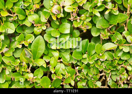 Close up di siepe ligustro (Ligustrum ovalifolium) nel quartiere vittoriano di Morningside, Edimburgo, Scozia, Regno Unito Foto Stock