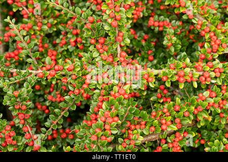 Close up di coloratissimi Cotoneaster horizontalis pianta con bacche rosse in giardino in Morningside, Edimburgo, Scozia, Regno Unito. Foto Stock