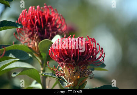 Nativi Australiani Telopea Shady Lady varietà di fiori waratah, famiglia Proteaceae. Ibrido tra Telopea speciosissima e Telopea specie oreades Foto Stock