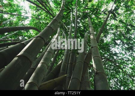 Inquadratura dal basso di una foresta di bamboo in Malesia Foto Stock