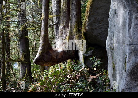 Fotografia di un molto strano tronco di albero crescono fuori dalla struttura ad albero Foto Stock