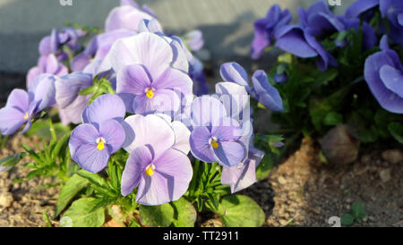 Viola pansy fiori piantati sul terreno di un parco. Un fiore con petali color porpora e giallo posto al centro. Foto Stock