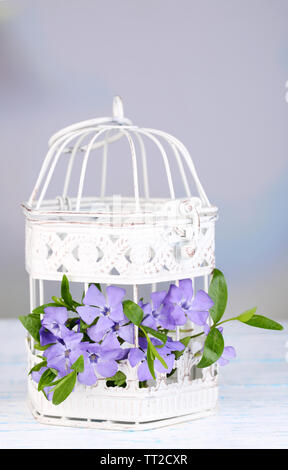 Bellissimi fiori pervinca in gabbia decorativa sul tavolo di legno Foto Stock