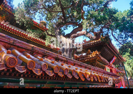 Cinese tradizionale tetto su un cancello, il Giardino Imperiale a Pechino, Cina Foto Stock