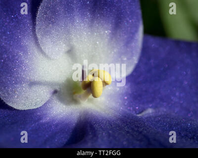 Viola fiore violaceo Foto Stock