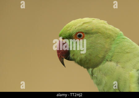 Un bel colpo di testa di un anello di colli o rosa-inanellati parrocchetto. È IL REGNO UNITO più abbondanti naturalizzato parrot. Foto Stock