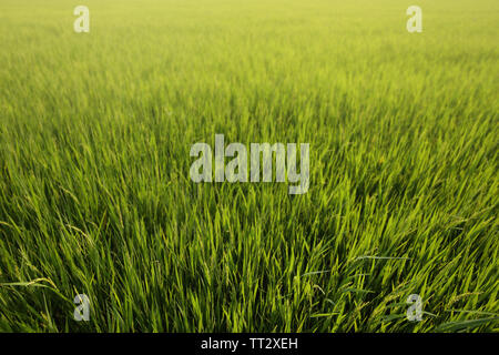 Pieno di riso coltivate. campo di riso di close-up. strada sterrata sentiero per il controllo della zona agricola. pronto per la mietitura del riso in un campo di risone in regioni tropicali Foto Stock