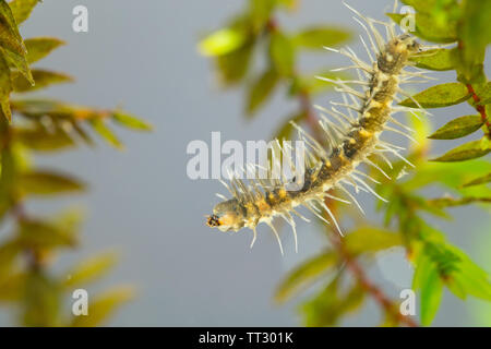 Lungo cranefly corposo larva Foto Stock