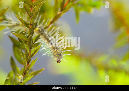 Lungo cranefly corposo larva Foto Stock