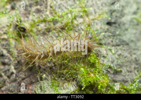 Lungo cranefly corposo larva Foto Stock