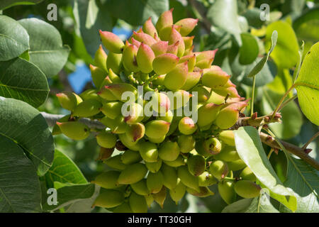 I pistacchi su albero Foto Stock