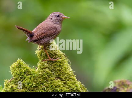 Eurasian wren graziosamente sorge sulla cima di molto verde moncone di muschio in dolce foresta illuminata Foto Stock