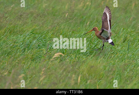 Nero-tailed godwit sbarco nel campo erboso con ali sollevato e abbassato le gambe Foto Stock