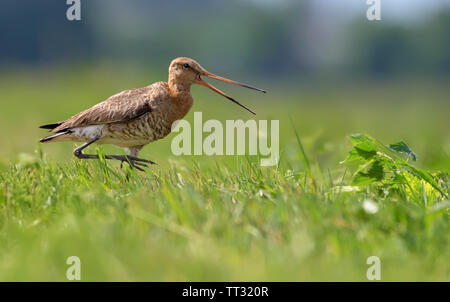 Nero-tailed godwit camminando e piangendo in campo verde Foto Stock