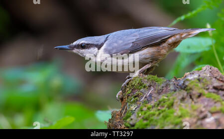 Eurasian picchio muratore appollaiato su un gambo di muschio nei pressi di un laghetto nella foresta Foto Stock