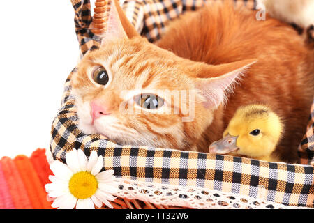 Gatto rosso con graziosi anatroccoli in cesto close up Foto Stock