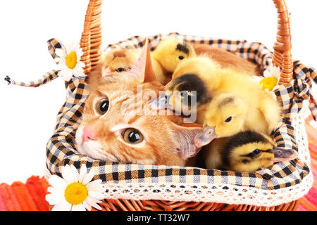 Gatto rosso con graziosi anatroccoli in cesto close up Foto Stock