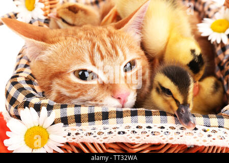 Gatto rosso con graziosi anatroccoli in cesto close up Foto Stock