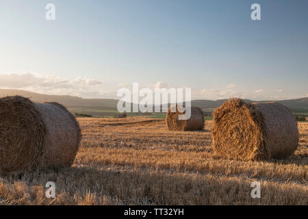 Le balle di paglia si trovano in un campo di Aberdeenshire su un soleggiato autunno serata con poche nubi all'orizzonte oltre la Suie Foto Stock