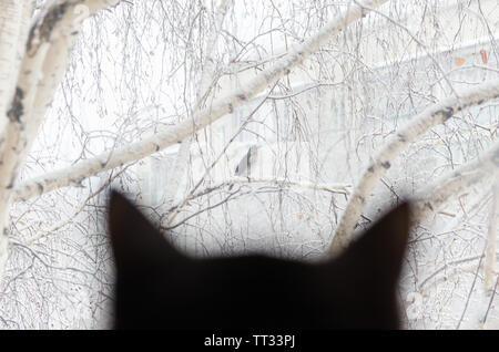 Silhouette di un gatto nero a guardare un uccello attraverso una finestra in caso di neve. Foto Stock