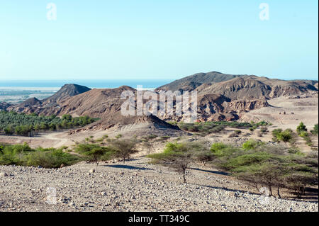 Paesaggio con frutteti sulla Sir Bani Yas, un'isola nel Golfo Persico, Emirati Arabi Uniti. Foto Stock