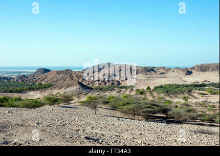 Paesaggio con frutteti sulla Sir Bani Yas, un'isola nel Golfo Persico, Emirati Arabi Uniti. Foto Stock